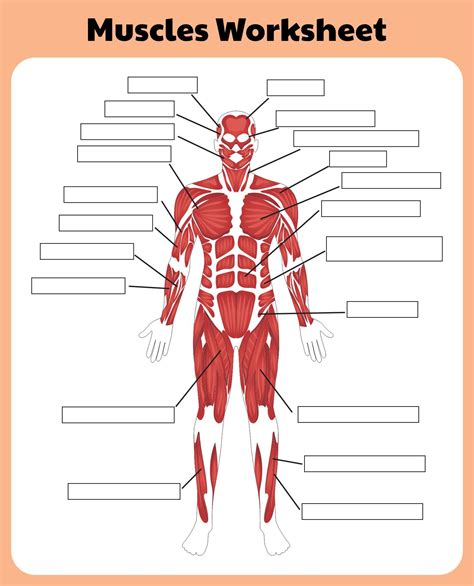 Human Body Muscle Anatomy Chart