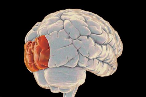 Occipital Lobe Function