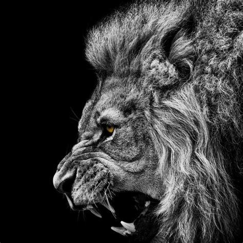 10 Most Popular Angry Lion Wallpaper Black And White - Time To Rise Up ...