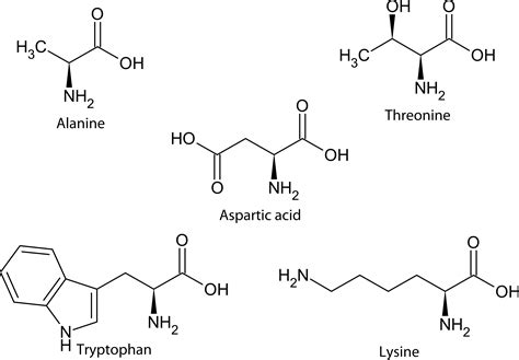 Amino Acid Classification and Structure ( Read ) | Chemistry | CK-12 ...