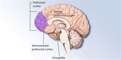 Ventromedial Prefrontal Cortex And Orbitofrontal Cortex