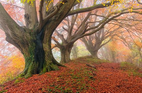 autumn, Fog, Forest Wallpapers HD / Desktop and Mobile Backgrounds