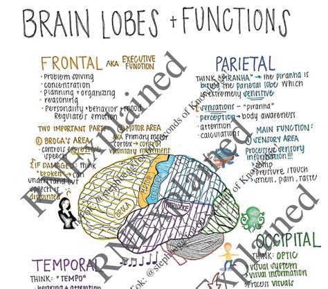 Brain Lobes Functions nursing Study Sheets - Etsy