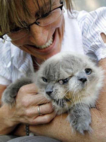 Two-faced cat turns 12: Meet Frank and Louie - Photo 1 - CBS News