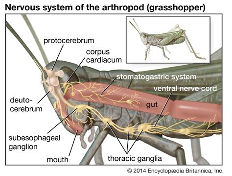 Arthropod - Nerves, Sensory Organs | Britannica