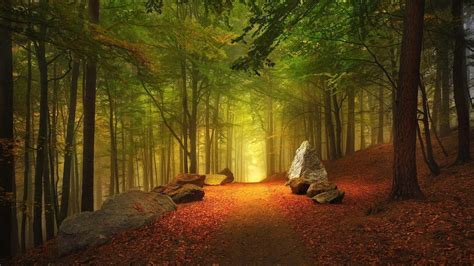 Forest 4k Desktop Background Hd 4k Wallpaper Hdwallpaper Desktop ...