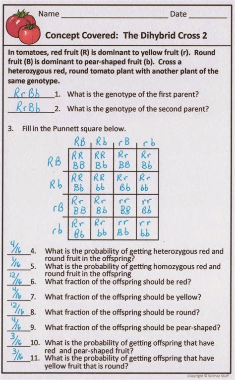 Genetic Disorder Punnett Square Worksheet