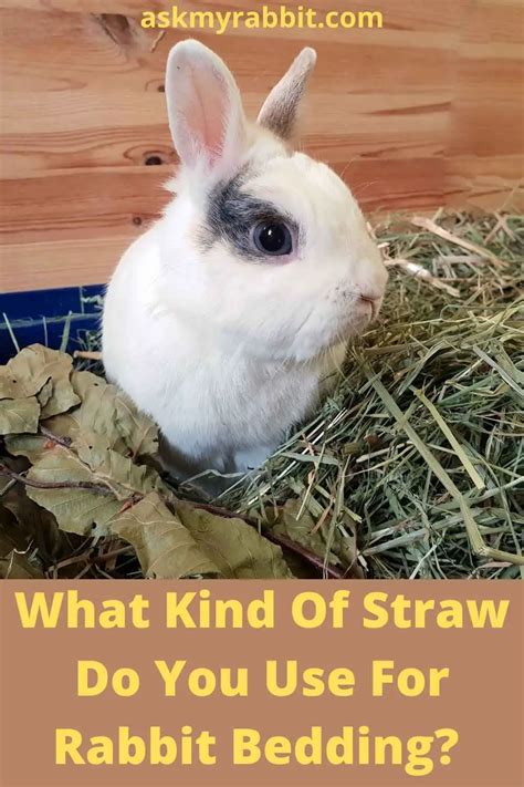 Should I Use Hay Or Straw As Bedding For Rabbits?