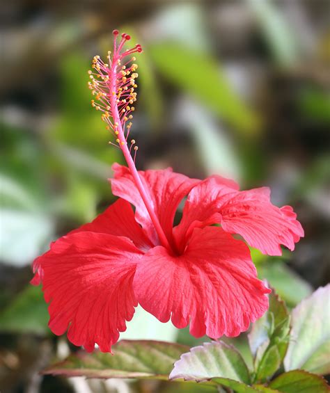 File:Hibiscus flower TZ.jpg - Wikipedia