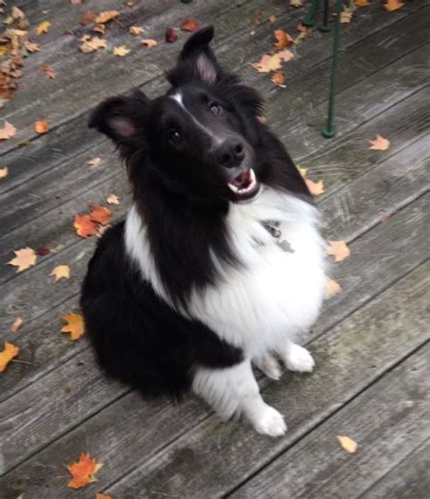 Pin on Shetland sheepdog