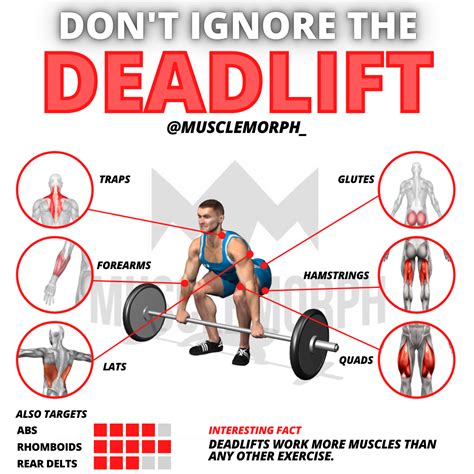 Deadlift Muscles Worked Diagram