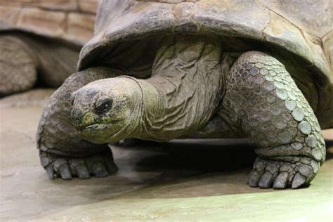 Aldabra tortoise | Tortoise, Amphibians, Turtle