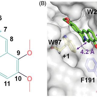 Crystal structure of SmChiB in complex with berberine. (A) Structure of ...