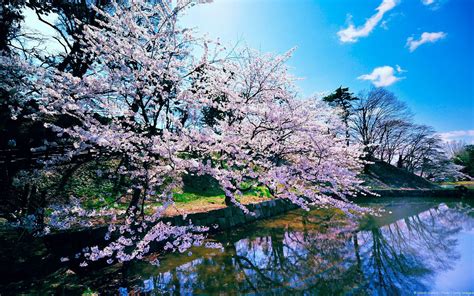 Sakura Tree Wallpapers - Top Free Sakura Tree Backgrounds - WallpaperAccess