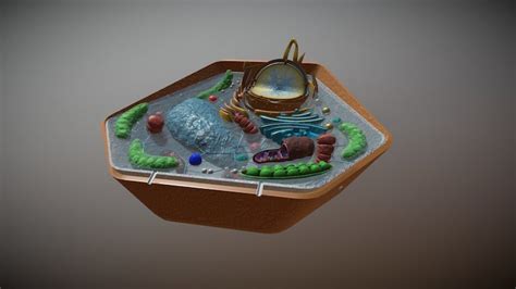 Plant-cell 3D models - Sketchfab