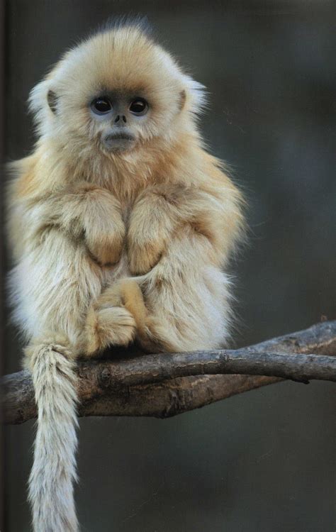 Baby golden snub nosed monkey. You can't help going "awwww." Beautiful ...