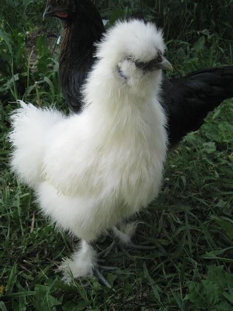 White Silkie Chicken | BackYard Chickens - Learn How to Raise Chickens