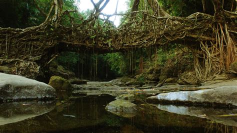 Living root bridge - Meghalaya by Armaan8014 on DeviantArt