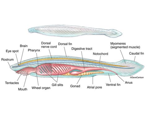 Lancelet - Amphioxus Anatomy | Carlson Stock Art