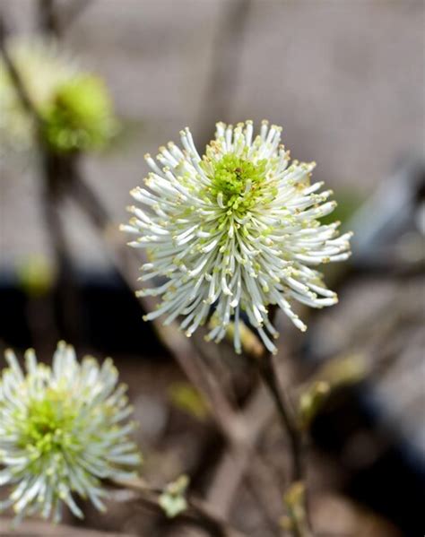 Premium Photo | Vertical shot of a fothergilla gardenii flowers ...