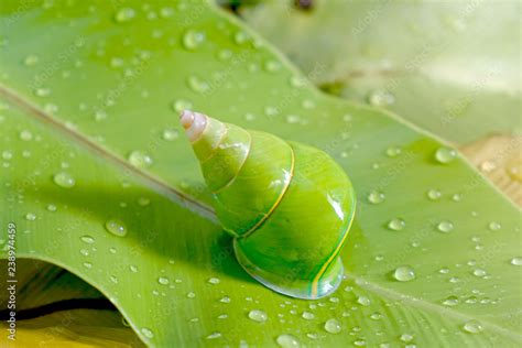 Emerald green snail or Green tree snail, scientific name : Papustyla ...