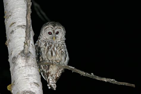 File:Owl at Night.jpg - Wikimedia Commons