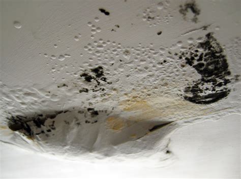 Toxic Black Mold – Everything You Need to Know - Premier Restoration