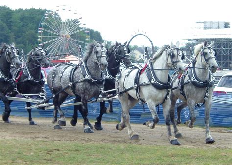 champlain valley fair art exhibition 2009 karen s 1st time entering her ...