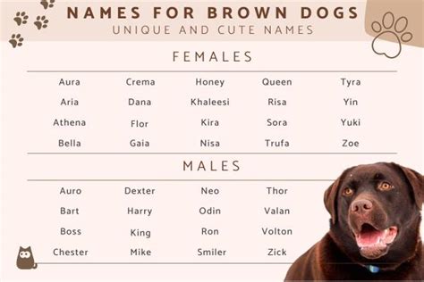 What Are Cute Names For Dogs