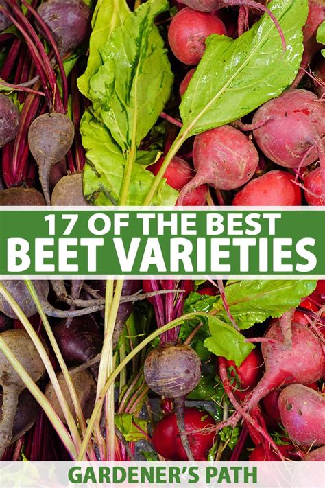 17 of the Best Beet Varieties to Plant | Gardener's Path