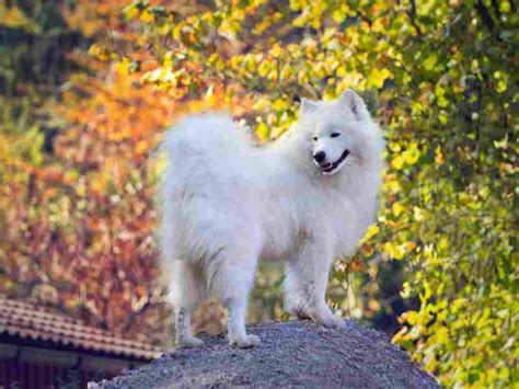 Samoyed Temperament: Loyal fluff balls and smiles