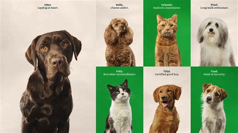 Pets at Home, logo and identity - Digital Marketing Company - Graphic ...