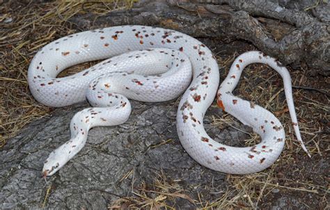 Corn Snakes Colors