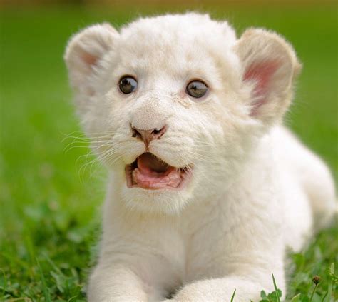 White Lion Cute Lion Cub - 805x720 Wallpaper - teahub.io