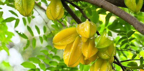 10 Fast-Growing Fruit Trees | Living Color Garden Center