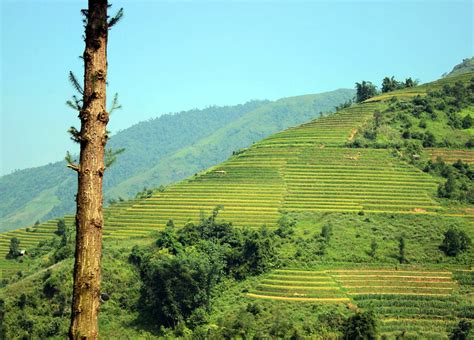 Sapa rice terraces, Hoi An Sapa Travel Photos, Images & Pictures of ...