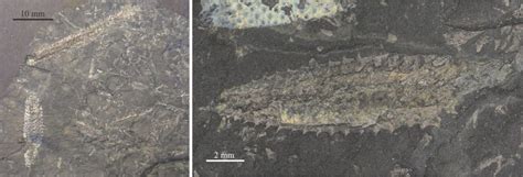 Graptolite morphology for sedimentologists - Geological Digressions