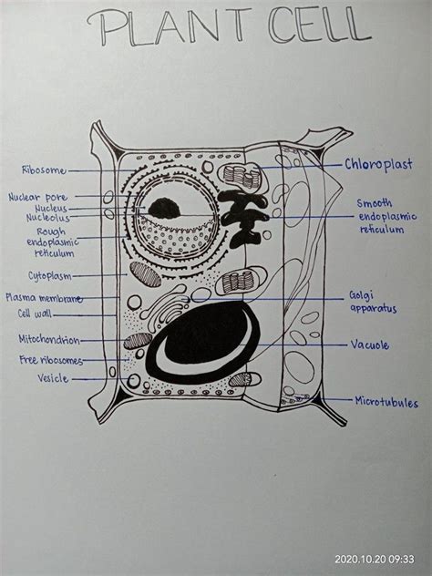 Plant cell diagram | Plant cell diagram, Cell diagram, Plant cell