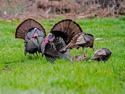 Wild Turkey Nesting (Behavior, Eggs + Location) | Birdfact