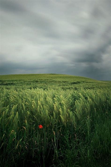 Grassland under the cloudy weather. | Grassland, Cloudy weather, Landscape