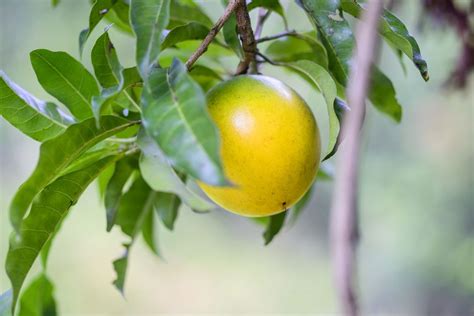 Tropical Fruit Tree