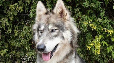 Siberian Husky Wolf Mix: Can You Own An Exotic Wolfdog Hybrid?