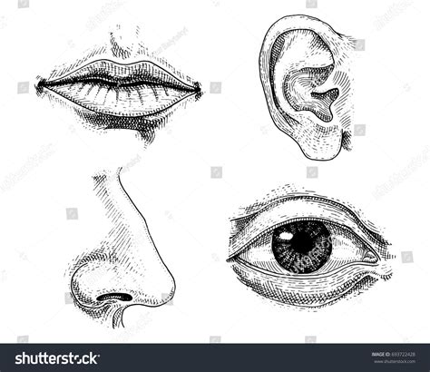 6,318 Sketch Eye Sketch Of The Nose And Lips Images, Stock Photos, 3D ...