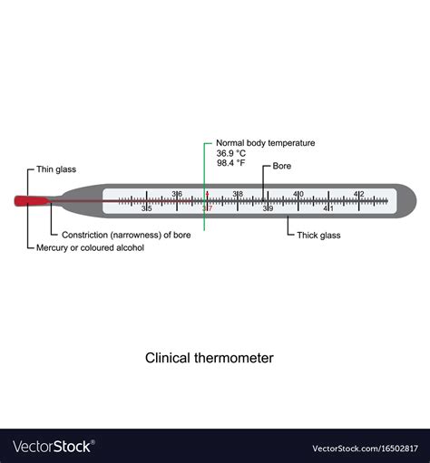 Clinical thermometer on white background Vector Image