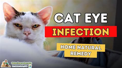 Natural Cat Eye Health Supplements NHV Natural Pet Products, 53% OFF