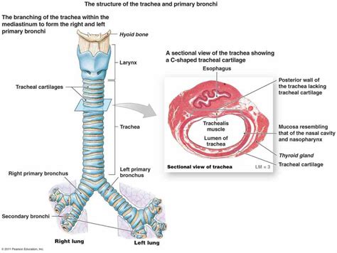 Esophagus Function And Structure | MedicineBTG.com