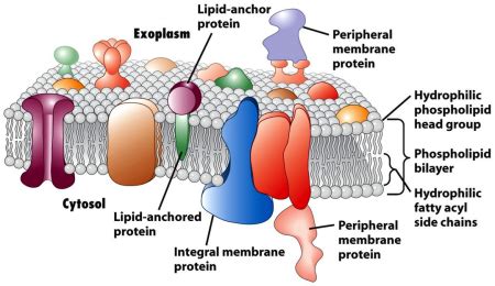 Membrane Protein Identification - Creative Proteomics