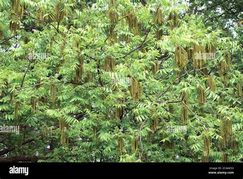 Pecan tree (Carya illinoinensis). Called Hardy pecan also Stock Photo ...