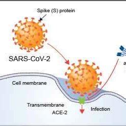 ACE-2 receptors on the host cell-entry points of the SARS-CoV-2 ...