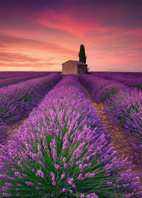 Lavender Fields France Wallpapers - Wallpaper Cave